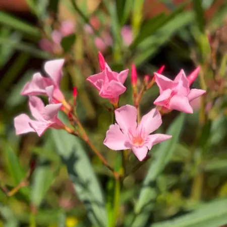 Apartmán Grosses Neues Mein Burgwaldtraum