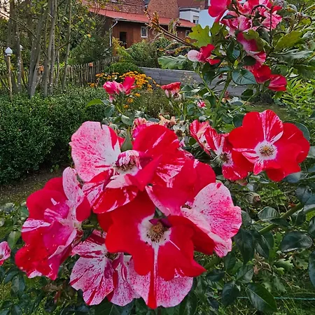 Grosses Neues Mein Burgwaldtraum