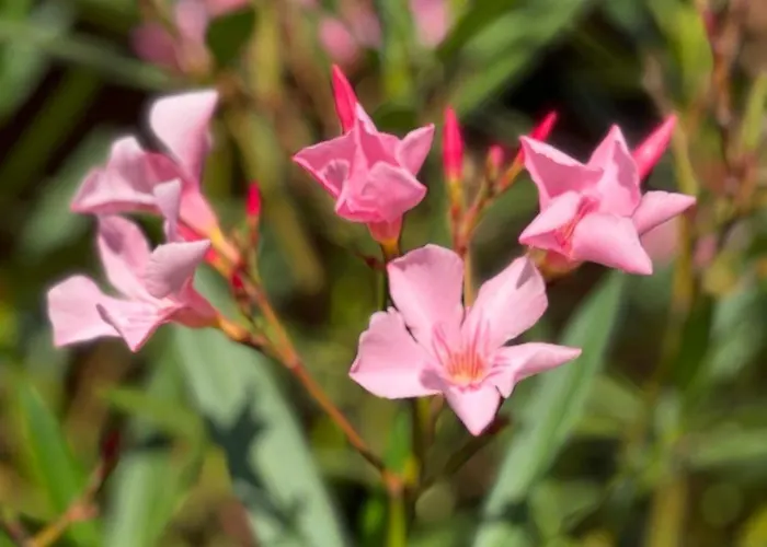 Apartamento Grosses Neues Mein Burgwaldtraum