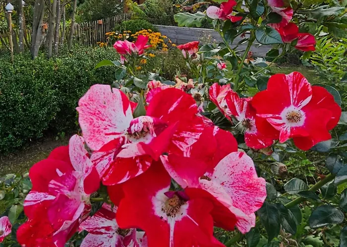 Grosses Neues Mein Burgwaldtraum